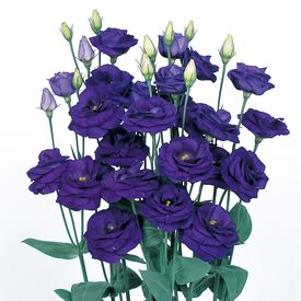 Rosita 2 Sapphire, (F1) Lisianthus Seeds